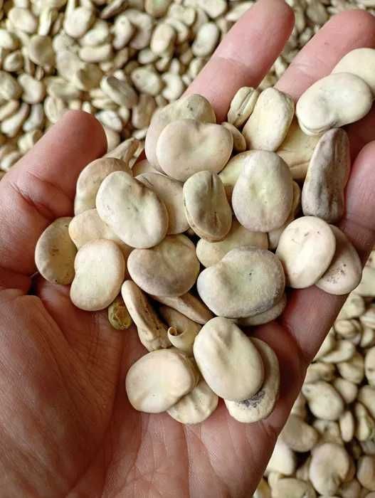 Bób bizon kiełkowanie 93% wysyłka