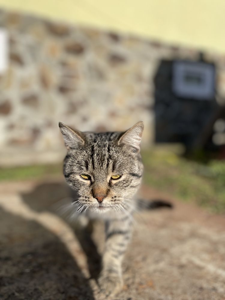 Котик в добрі руки