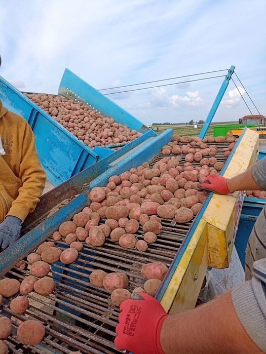 Sprzedam ziemniaki Ricardo