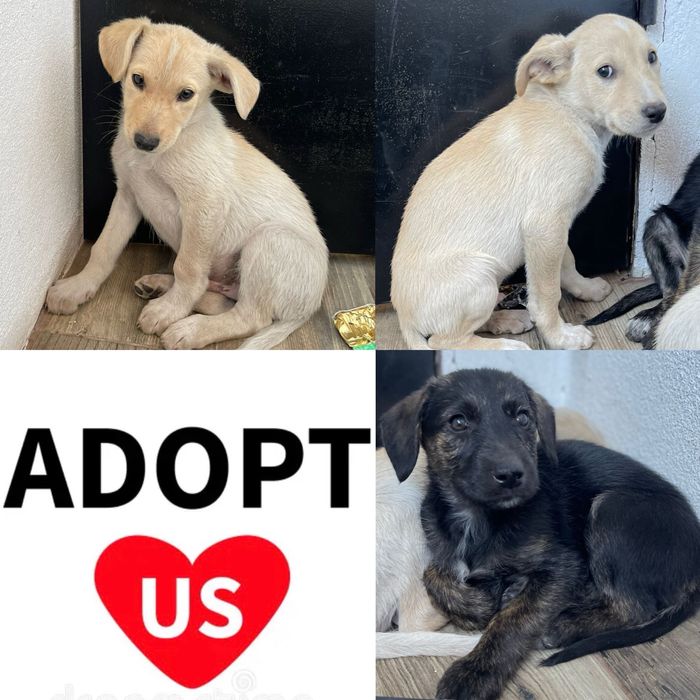 Bebés com 3 meses para adoção muito responsável