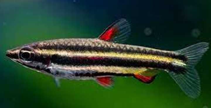 Drobnoustek obrzeżony - Nannostomus marginatus - dowóz, wysyłka