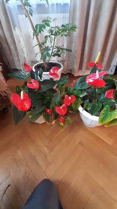 Антуріум (чоловіче щастя) на подарунок