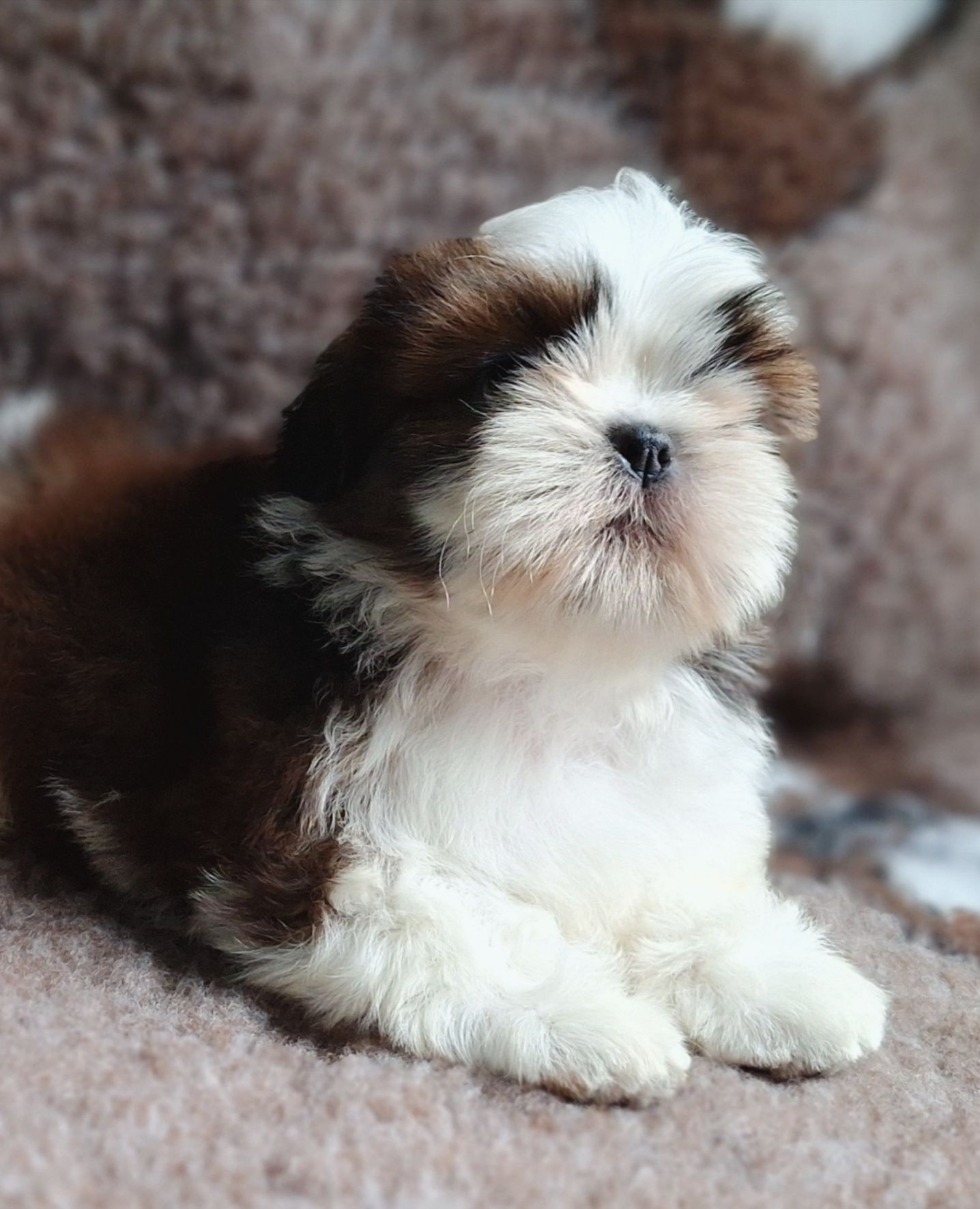Piękny chłopiec biało-czerwony Shih Tzu z rodowodem - zapraszamy