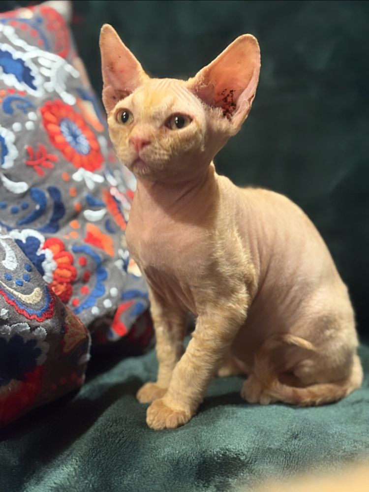 Golden mega tulaśny rudzielec devon rex PZF