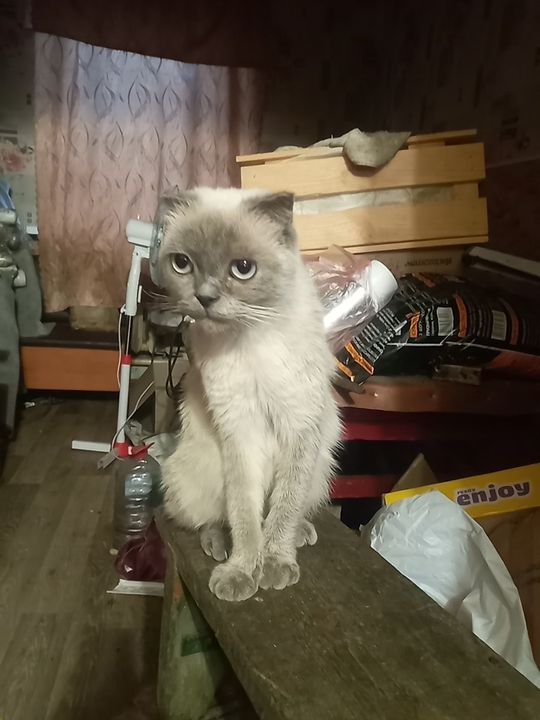 Продам котятов красивых
