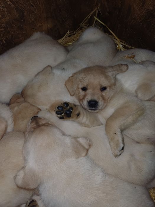 Цуценята лабрадорчики