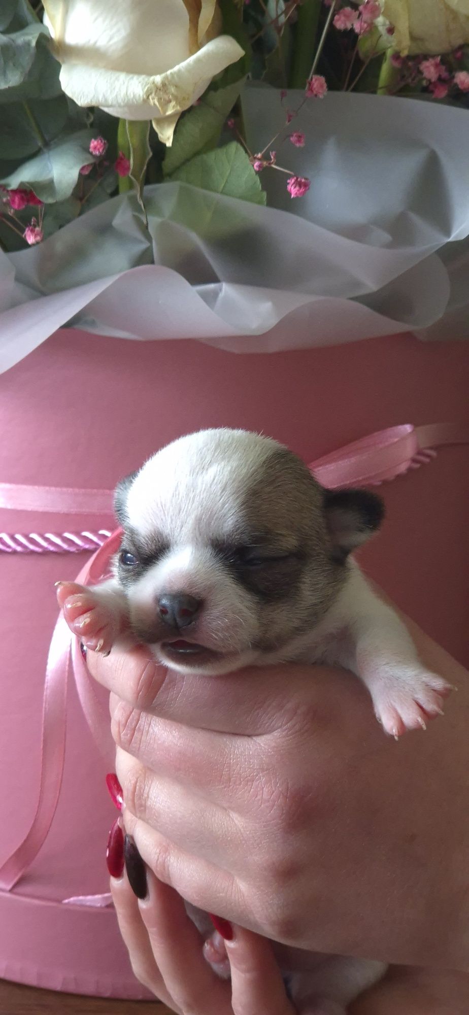 Zapowiedź miotu Chihuahua  ZKwP FCI