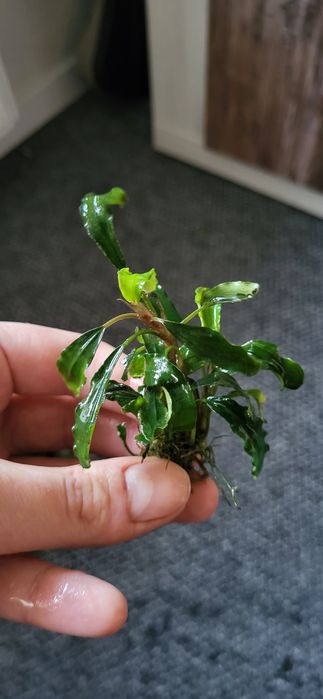17 sztuk Bucephalandra roślina do akwariów