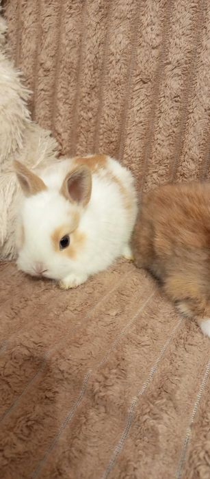 Декоративні кролики