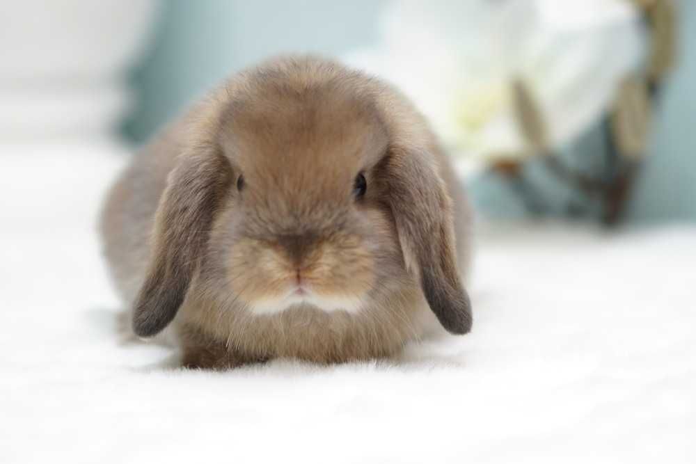 Карликове кроленя Mini Lop , з документами