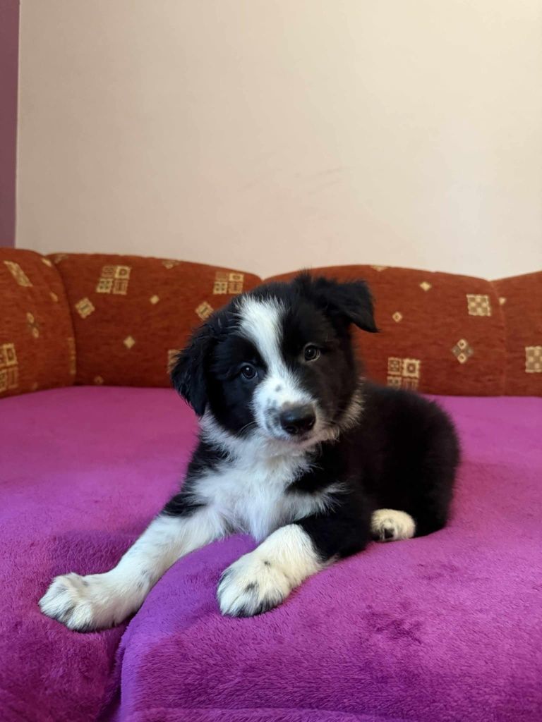 Uroczy piesek Border Collie