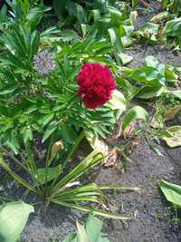 Продам живі квіти піони низькі та високіи тюльпани