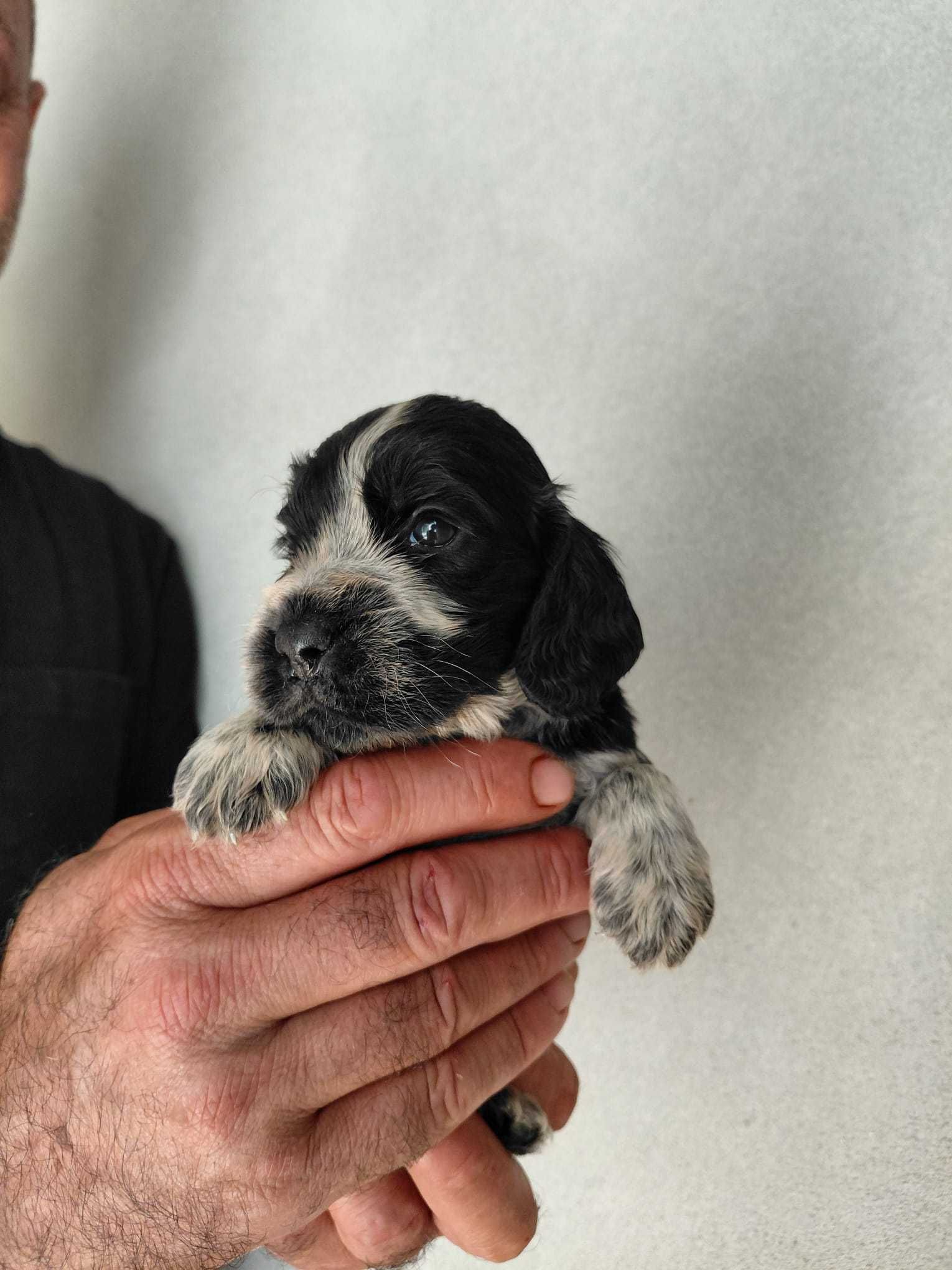 Cocker Spaniel Inglês TOP