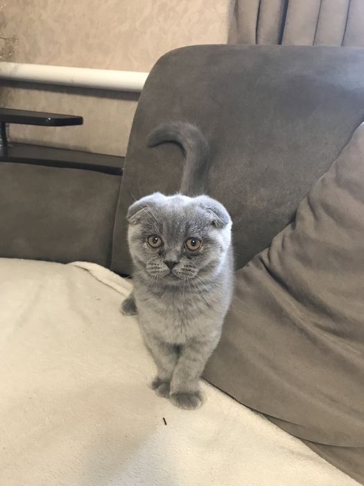 Шотландські кошенята