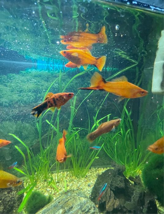 Akwarium 100l pełne wyposażenie fitry grzałki oswietlenie led tło 3d