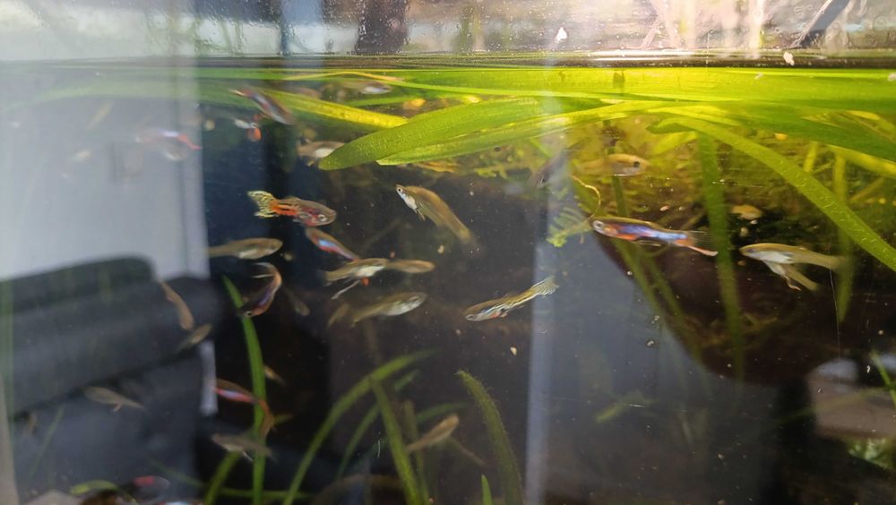 Głupiki Endlera Endlerki rybki