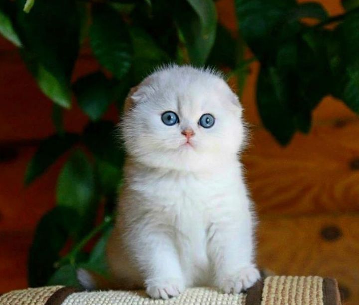 Шотланский вислоухий скоттиш фолд и страйт британский доставка Украина