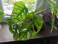 Monstera mankey sadzonka