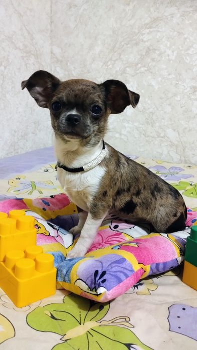 Чихуахуа мальчик