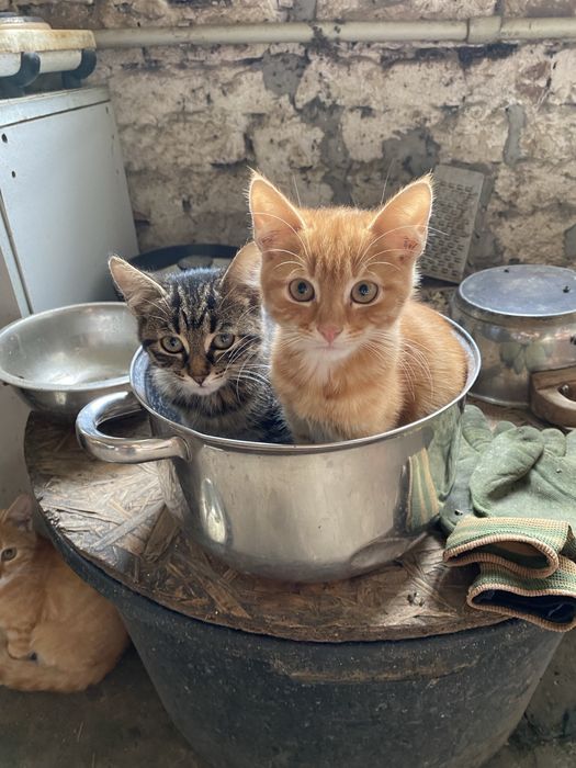 Кошенята підрощені