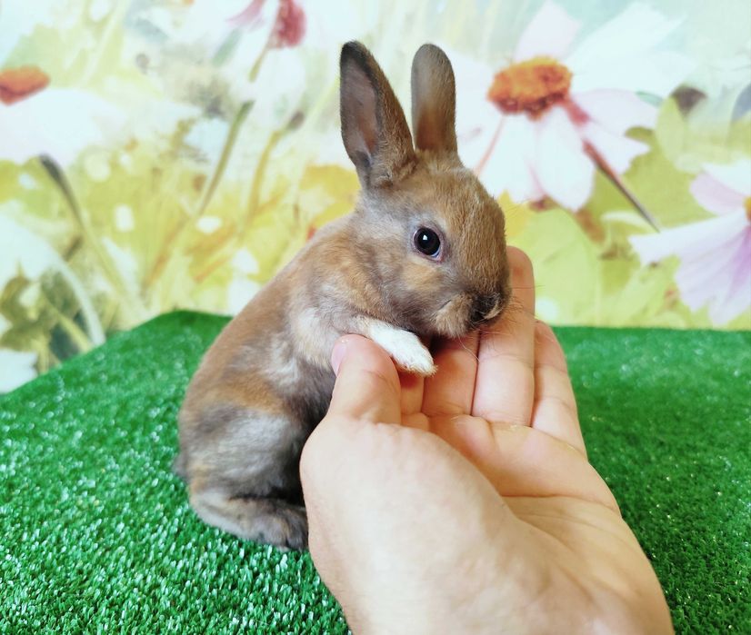 PIĘKNE Mini Lop królik miniaturka karzełek rex baranki teddy