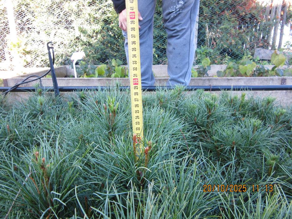 Sosna himalajska rumelijska sadzonki PASZPORT