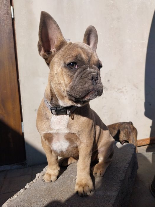 Buldog francuski szczeniaki