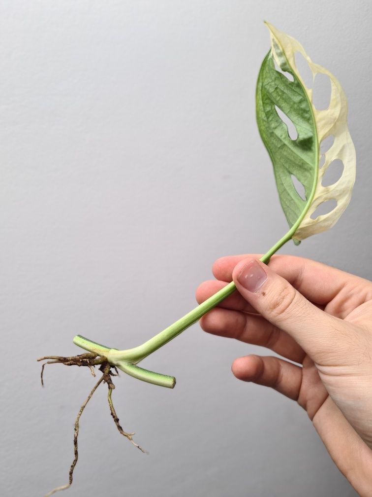 Monstera adansonii variegata pędówka