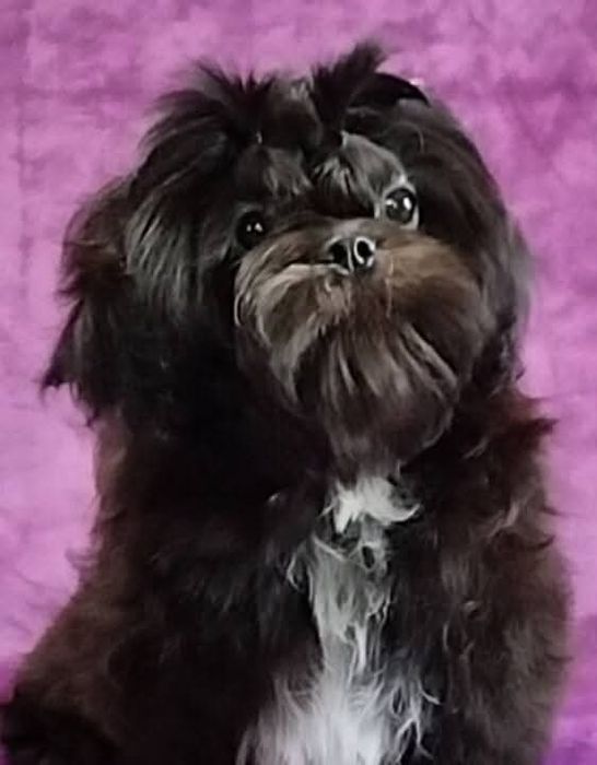 Девочка ши тцу FCI