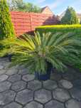 Palma Cycas Cykas revoluta sagowiec ogrommy piekny !