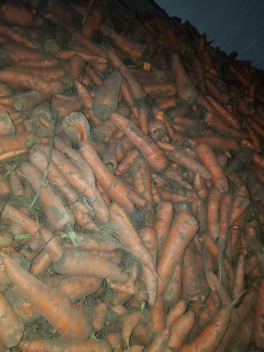 PIĘKNA Marchew  bio eko Nie odpadowa  PASZOWA