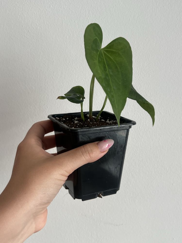 Anthurium Delta Force Anturium