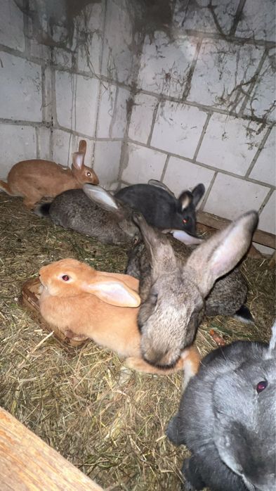 Sprzedam króliki