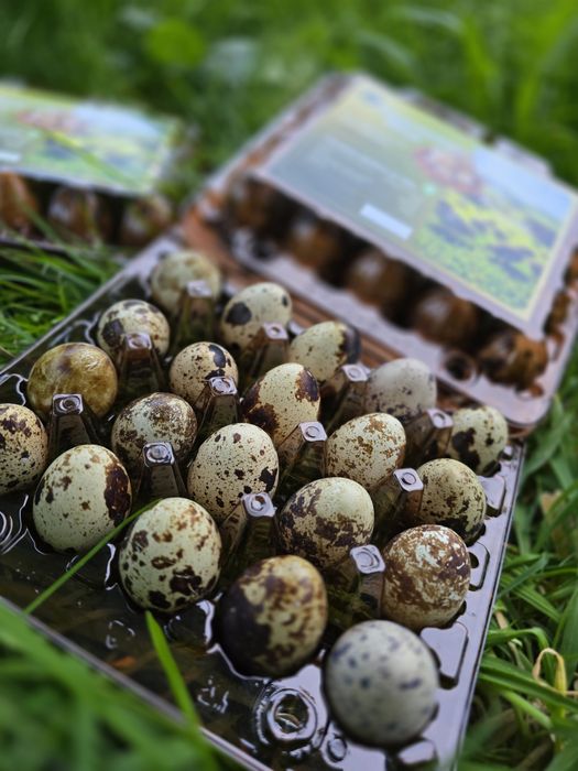 Перепелині яйця з Закарпаття еко гурт опт