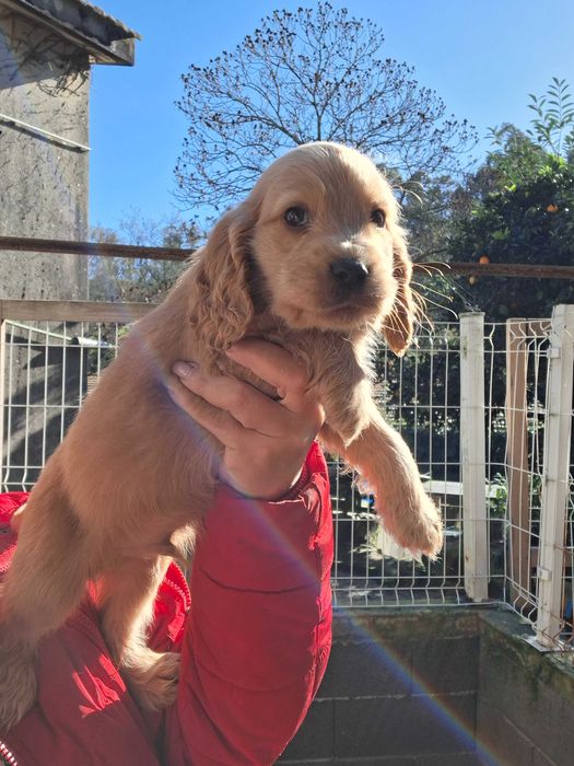 Cocker spaniel macho dourado