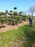 Bonsai-Niwaki formowane sosna cis jałowiec. Laurowiśnia jodła szmaragd