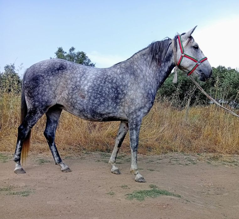 Vendo ou troco egua picarça