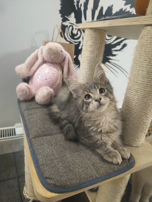 Piękny*Malibu*Maine Coon Rodowód Chip