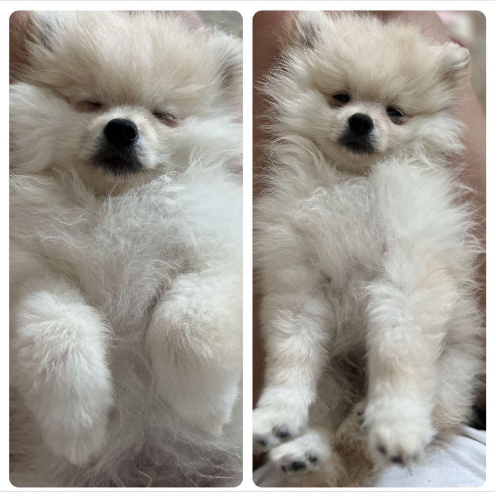 Szpic miniaturowy pomeranian miś xs krem słodziak