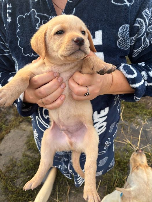 Щенки Лабрадора ретрівера