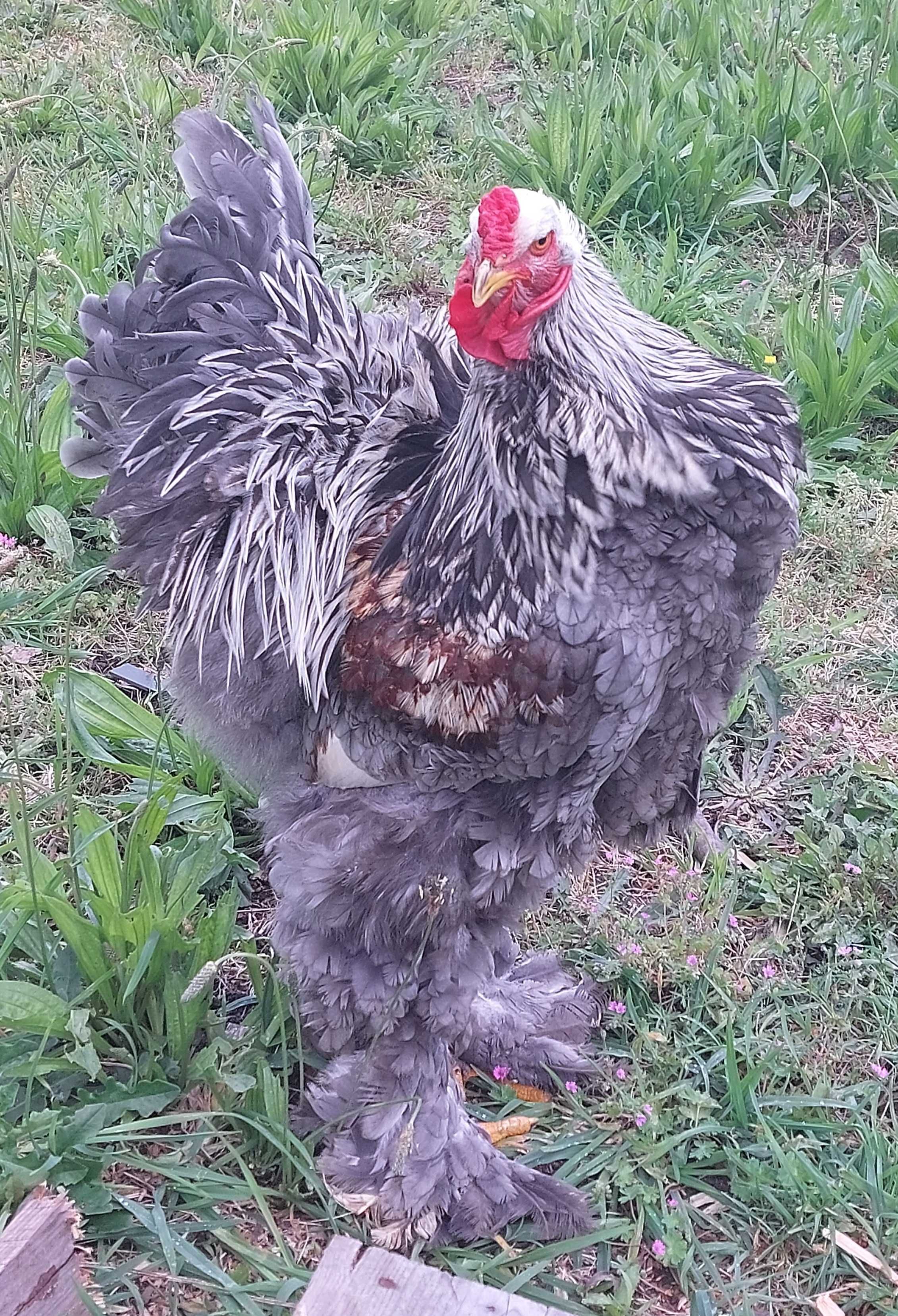 Ovos galados/ férteis de brahma BSO
