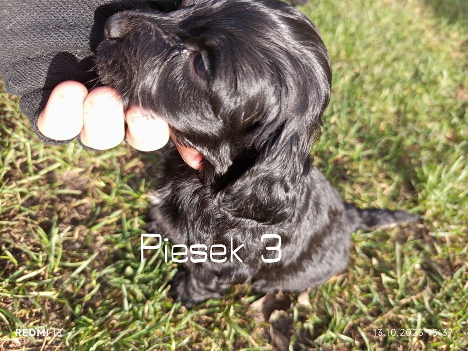 Oddam szczeniaki rasy Cocker spaniel