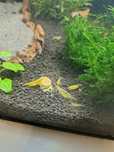 Krewetki yellow.