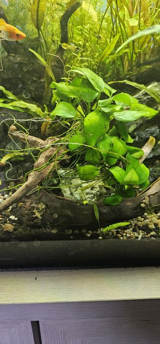 Anubias nana na korzeniu