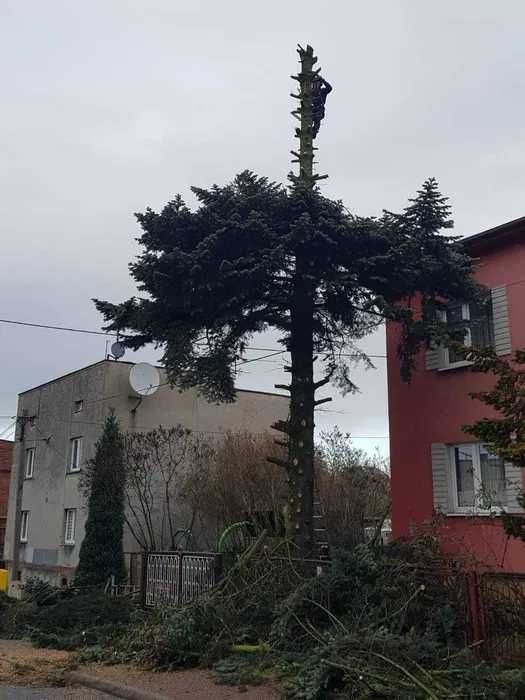 Wycinka drzew, pielęgnacja drzew, sprzedaż drewna. BEZPŁATNA WYCENA