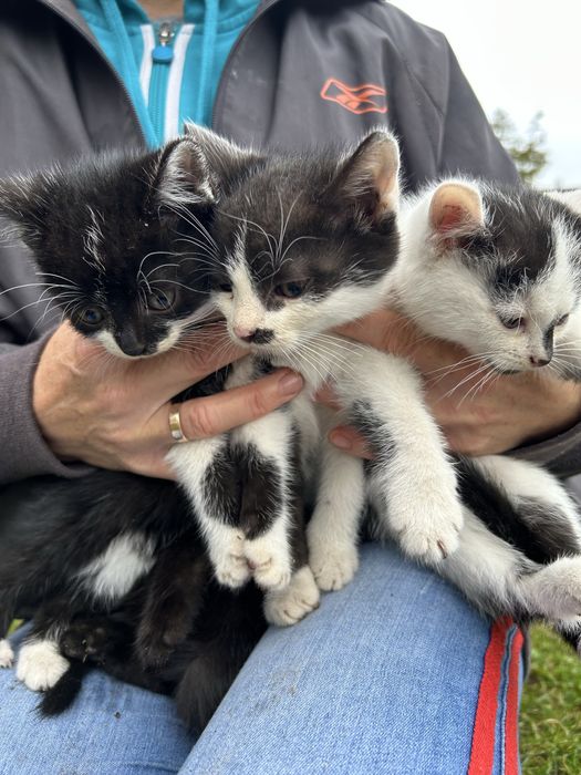Małe kotki do adopcji