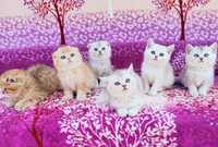 Чудові плюшеві кошенята золоті і срібні шиншилові красуні