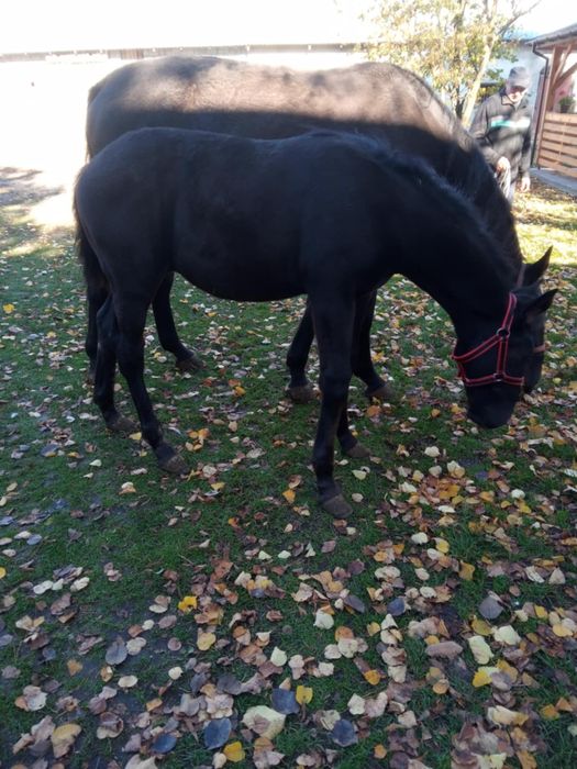 Ogierek śląski po Basie