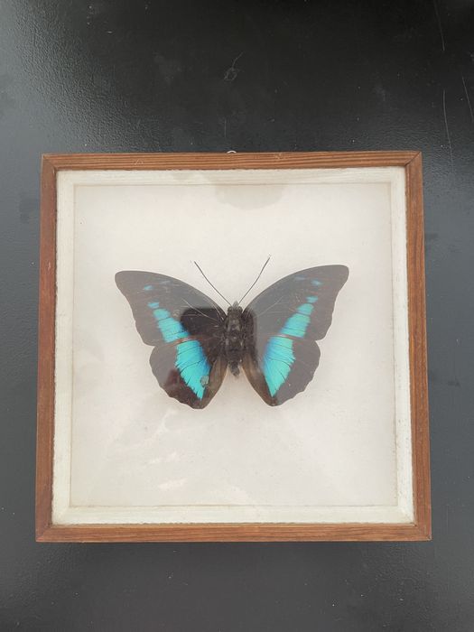 Motyl Prepona sp z Peru w gablotce w ramce