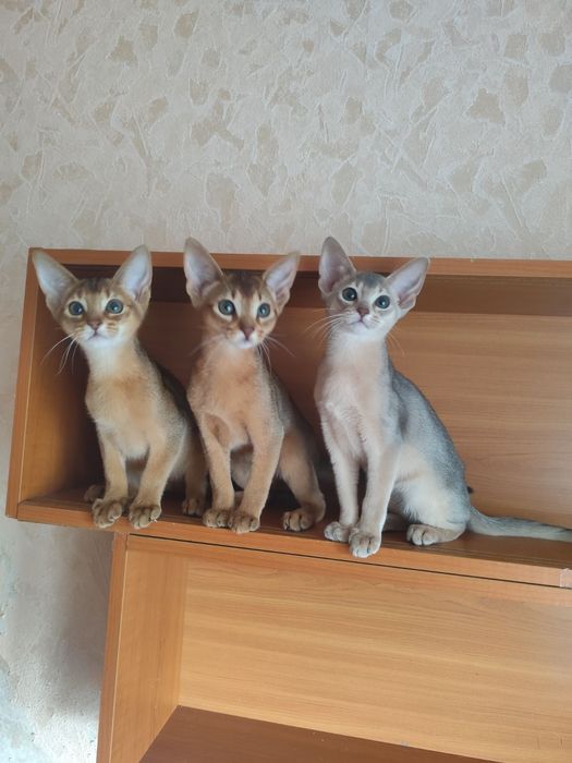 Абиссинские котята от питомника BURLESK UA